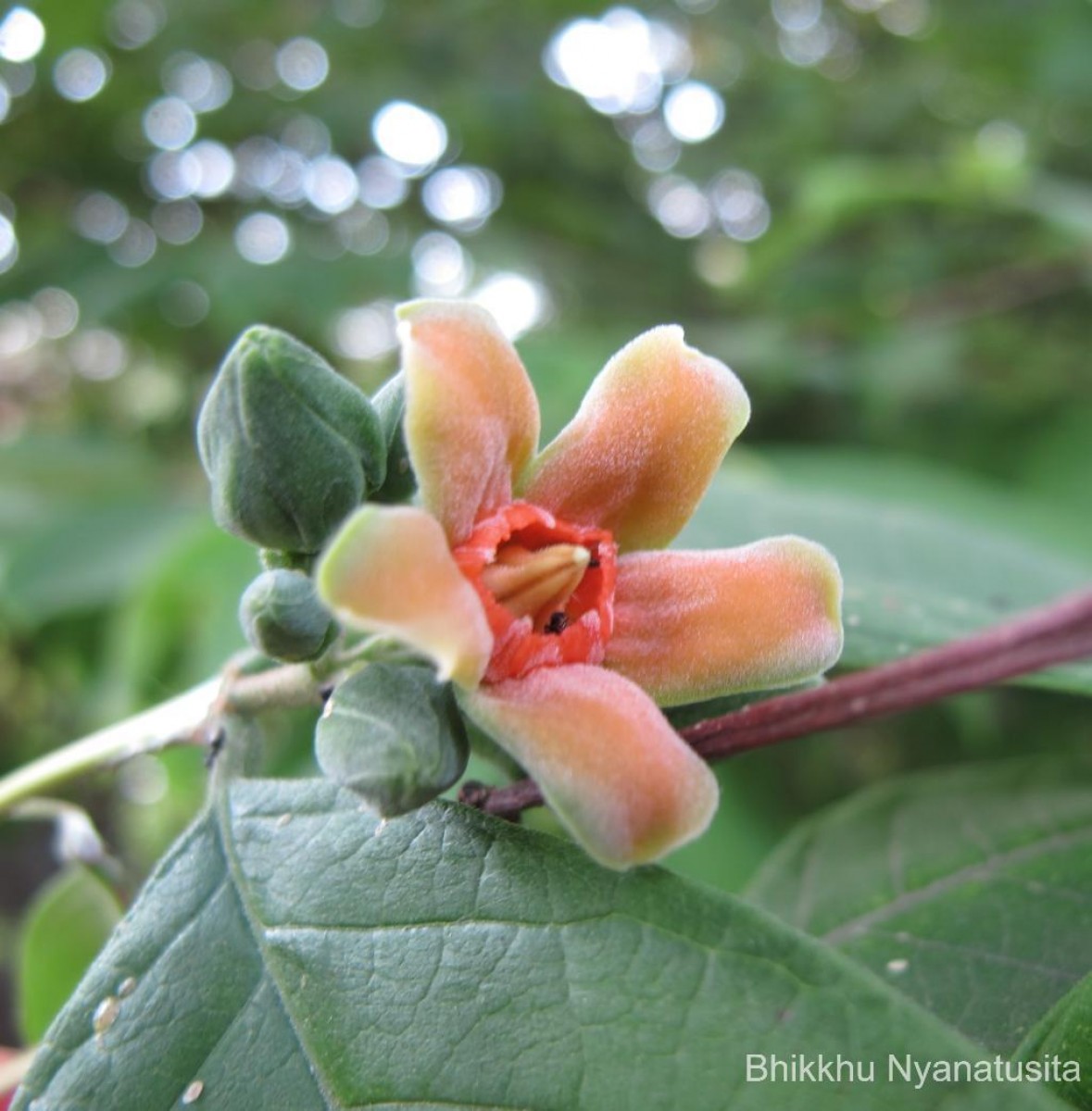 Wrightia arborea (Dennst.) Mabb.